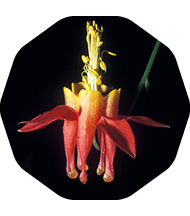 Aquilegia formosa flower