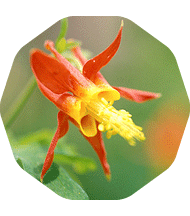 Aquilegia formosa flower