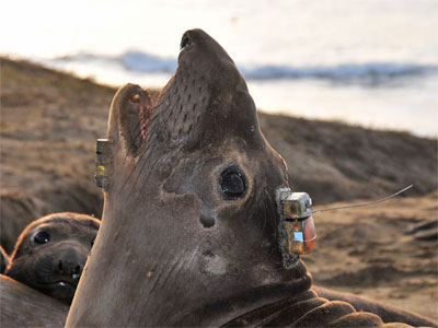 Seal with a sensor