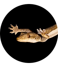 A gecko